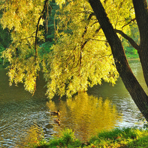 Golden Willow Tree