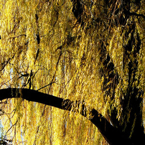 Golden Willow Tree