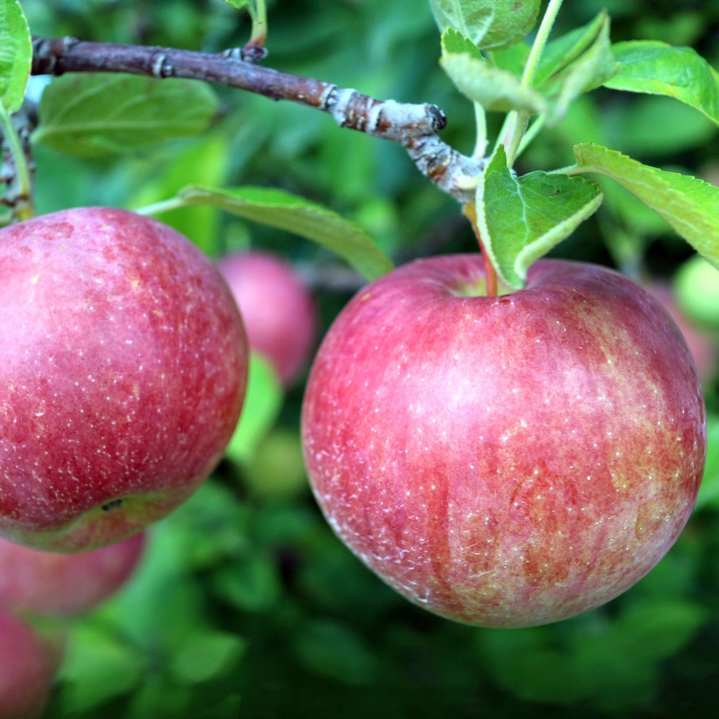 green apple tree photo