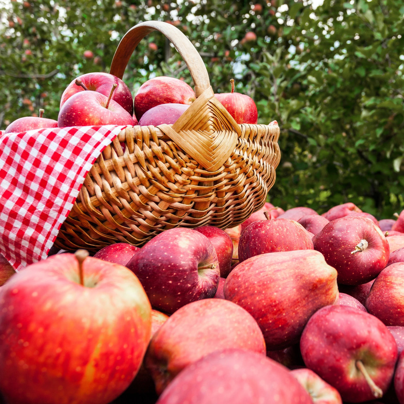 Gala Apple Tree