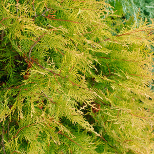 Gold Rider Leyland Cypress