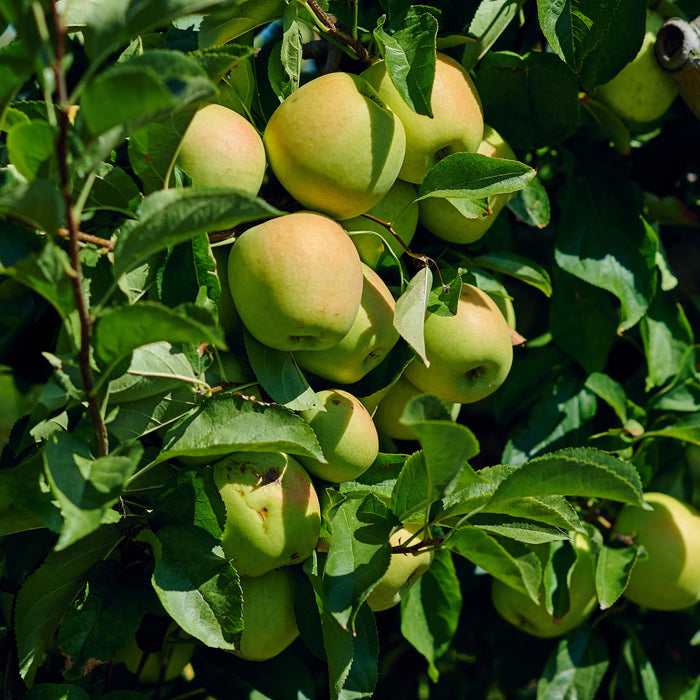Goldush Apple Tree