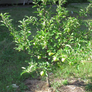 Goldrush Apple Tree