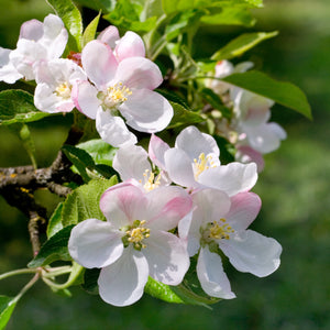 Goldrush Apple Tree