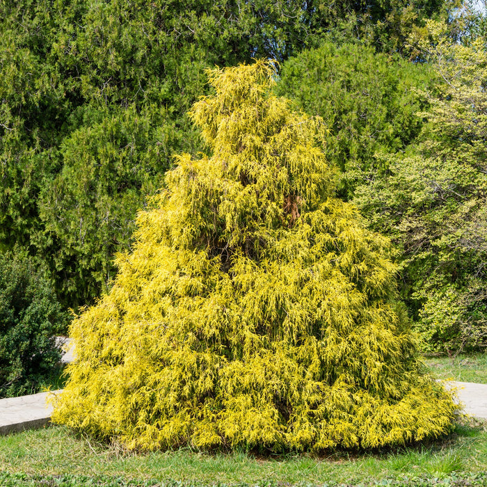 Gold Thread Cypress Shrub