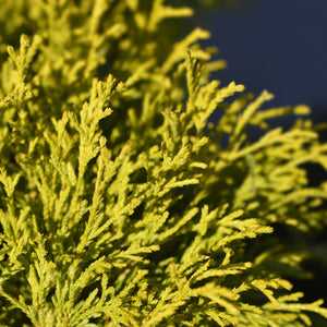 Gold Thread Cypress Shrub