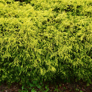 Gold Thread Cypress Shrub