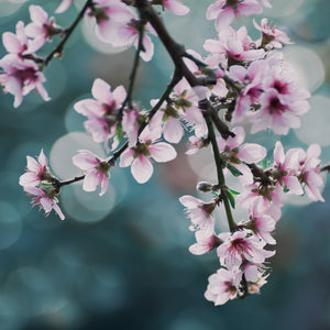 Goldmine Nectarine Tree