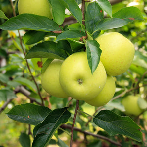 Granny Smith Apple Tree