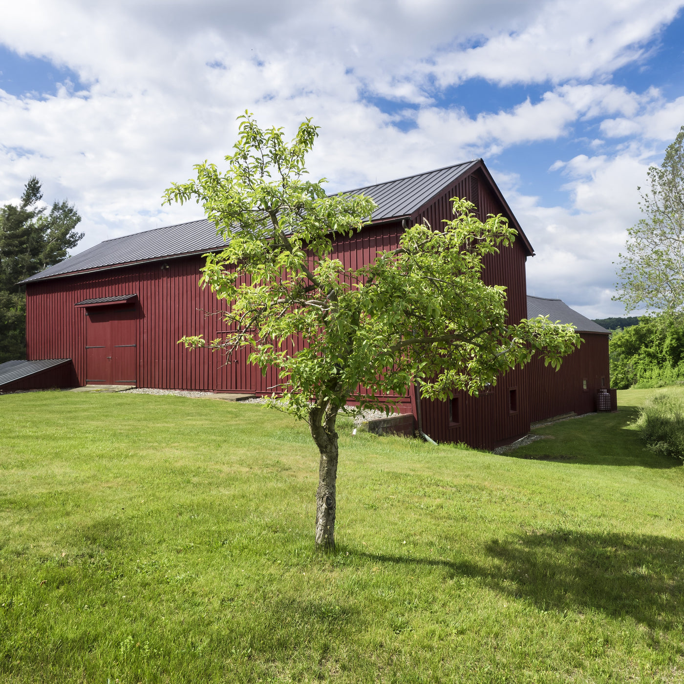 Granny Smith Apple Tree - Yarden