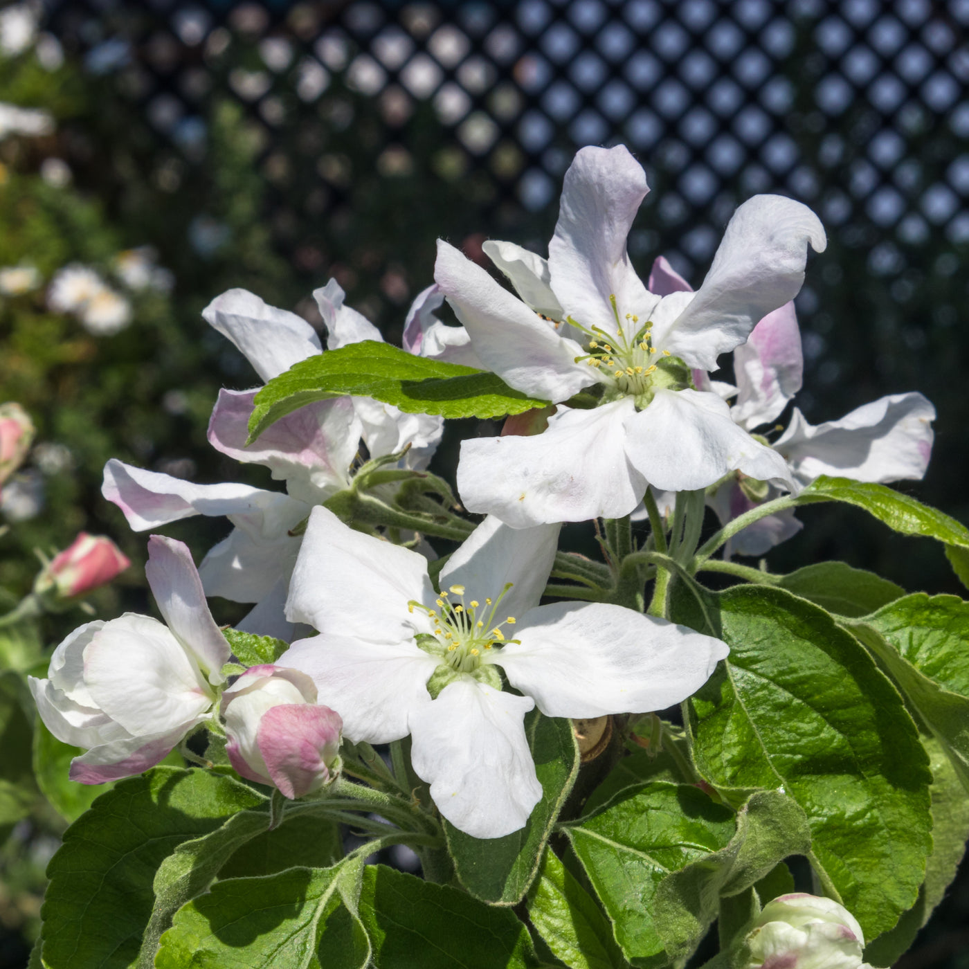 Granny Smith Apple Tree