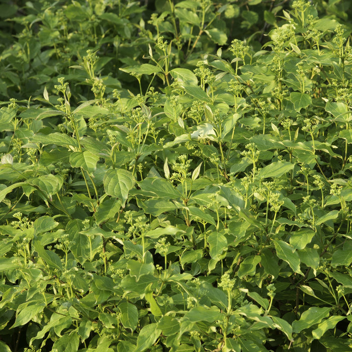 Gray Dogwood Shrub