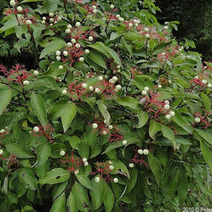 Gray Dogwood Shrub