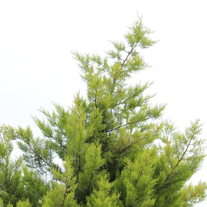 Green Giant Arborvitae GT