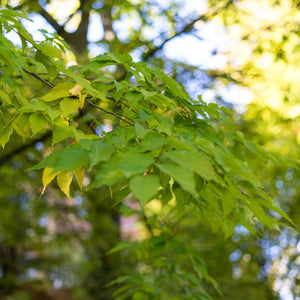 Green Vase Zelkova