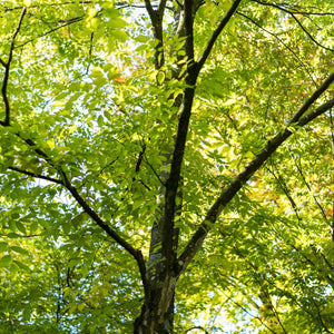 Green Vase Zelkova