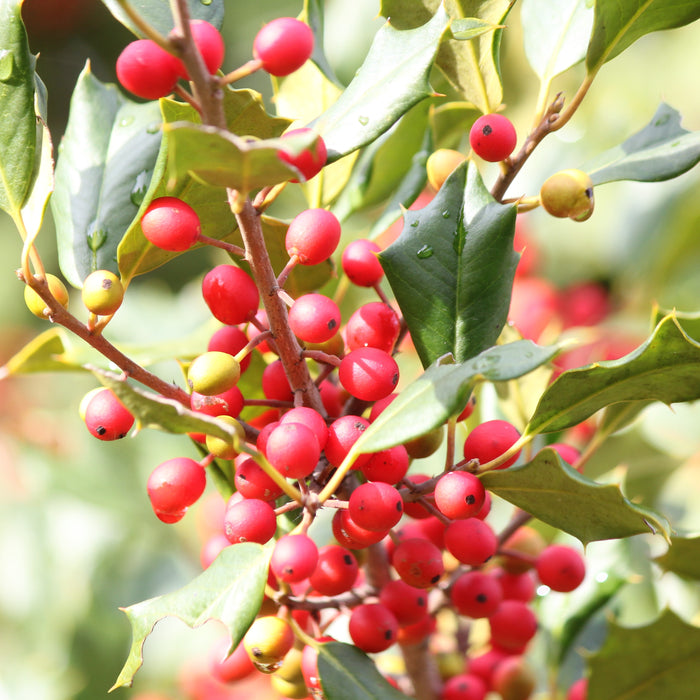 American Holly Shrub