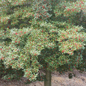 American Holly Shrub