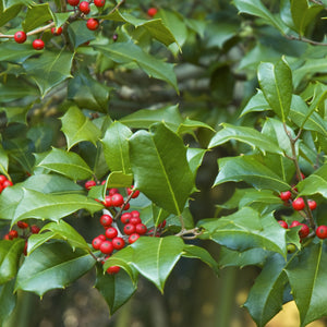 American Holly Shrub