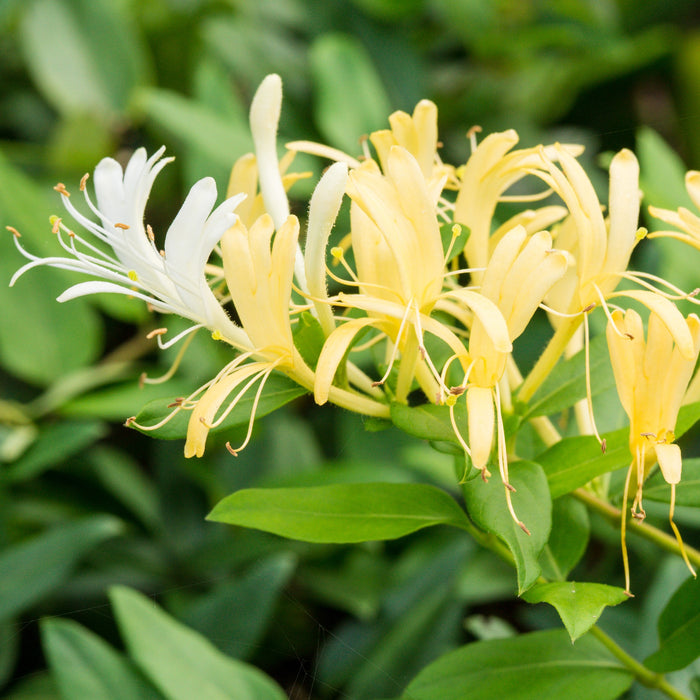 Honeysuckle and Thyme