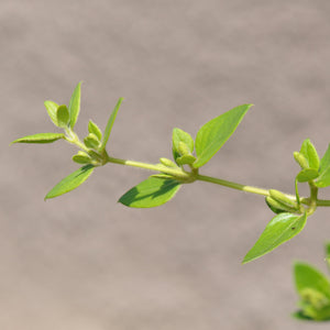 Hall's Honeysuckle