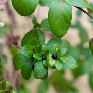 Hall's Honeysuckle