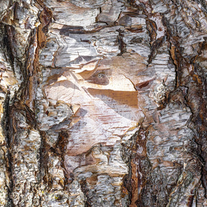 Heritage River Birch
