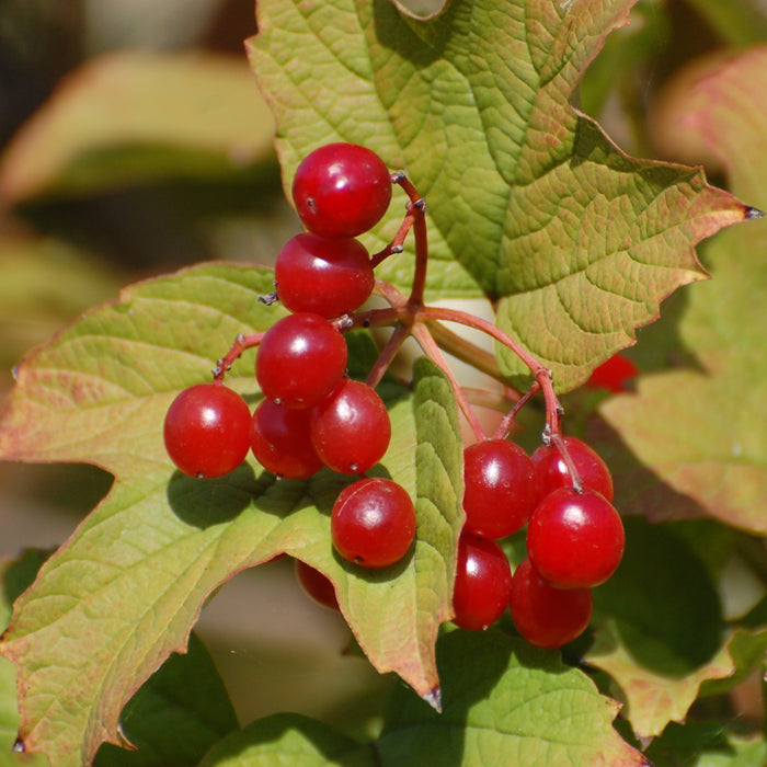 Highbush Cranberry