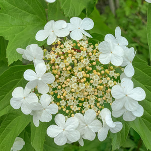 Highbush Cranberry GT