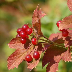 Highbush Cranberry GT