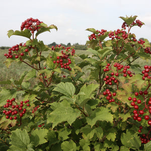 Highbush Cranberry GT