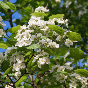 Arnold Hawthorn Tree