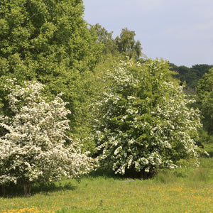 Arnold Hawthorn Tree