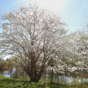 Arnold Hawthorn Tree