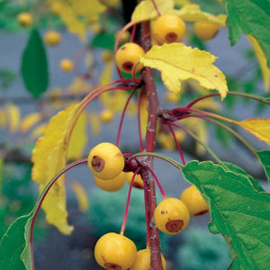 Harvest Gold Crabapple Tree