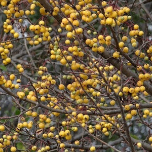 Harvest Gold Crabapple Tree