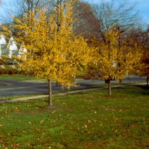 Harvest Gold Crabapple Tree