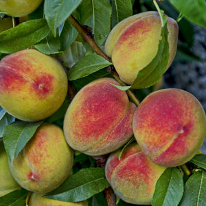 Harvester Peach Tree