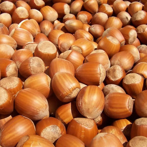 American Hazelnut Tree GT