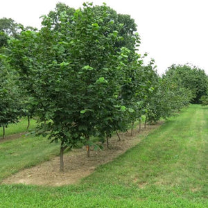 American Hazelnut Tree GT