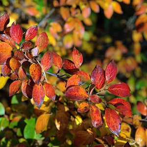 Hedge Cotoneaster Shrub