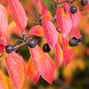 Hedge Cotoneaster Shrub