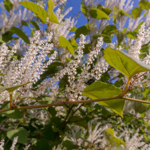 Henry's Garnet Sweetspire Shrub