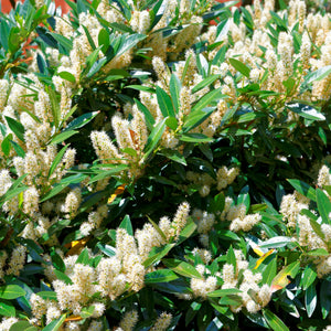 Henry's Garnet Sweetspire Shrub