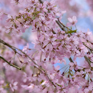 Higan Weeping Cherry Tree