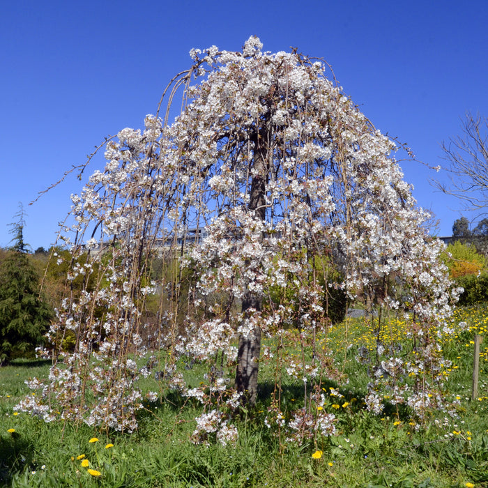 snow fountain weeping cherry trees