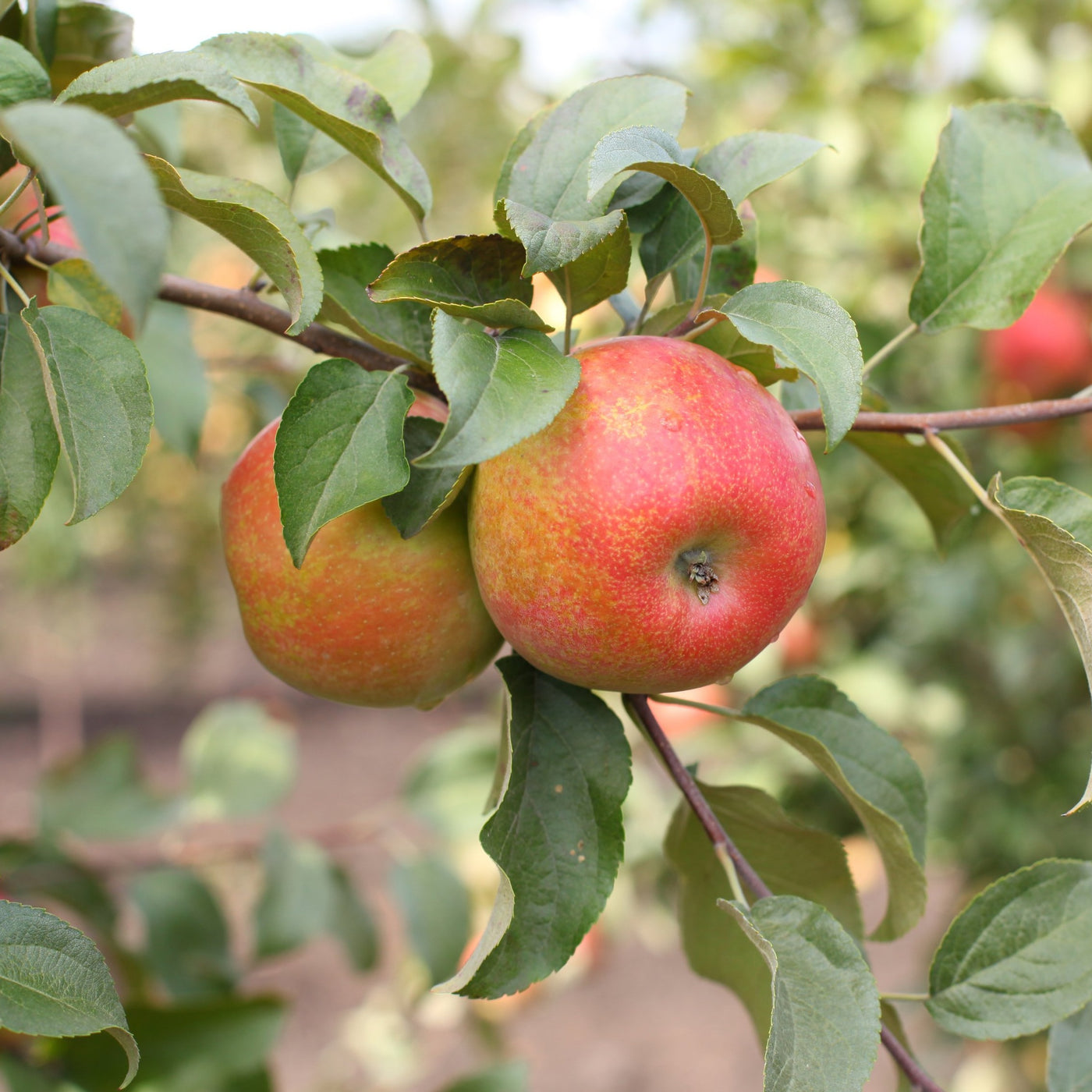 Honey Crisp Apple Tree