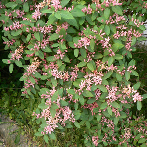 Pink Tatarian Honeysuckle