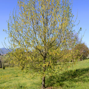 Hophornbeam Tree