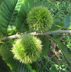 Hybrid Chestnut Tree